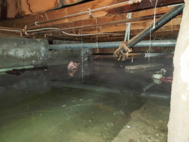 Best Water damage contractors near me  in Moodys, OK